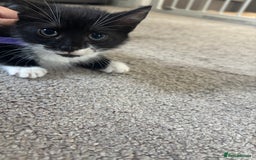 Mixed Breed cats for sale: Female kitten ready from Sunday  - Image 1