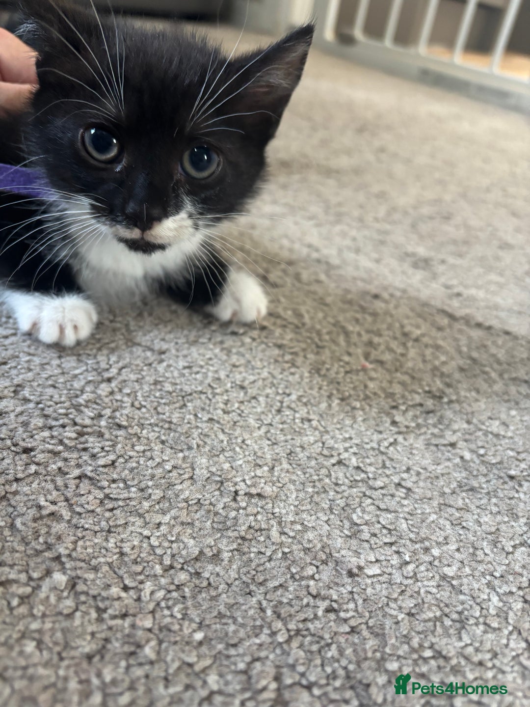 Mixed Breed cats for sale: Female kitten ready from Sunday  - Image 1