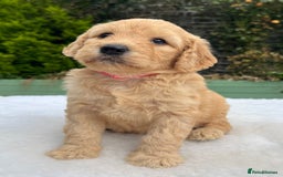 Labradoodle dogs for sale: F1 labradoodle  - Image 1