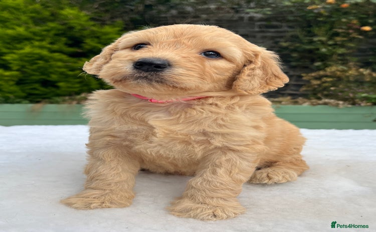 Labradoodle dogs - Advert 4