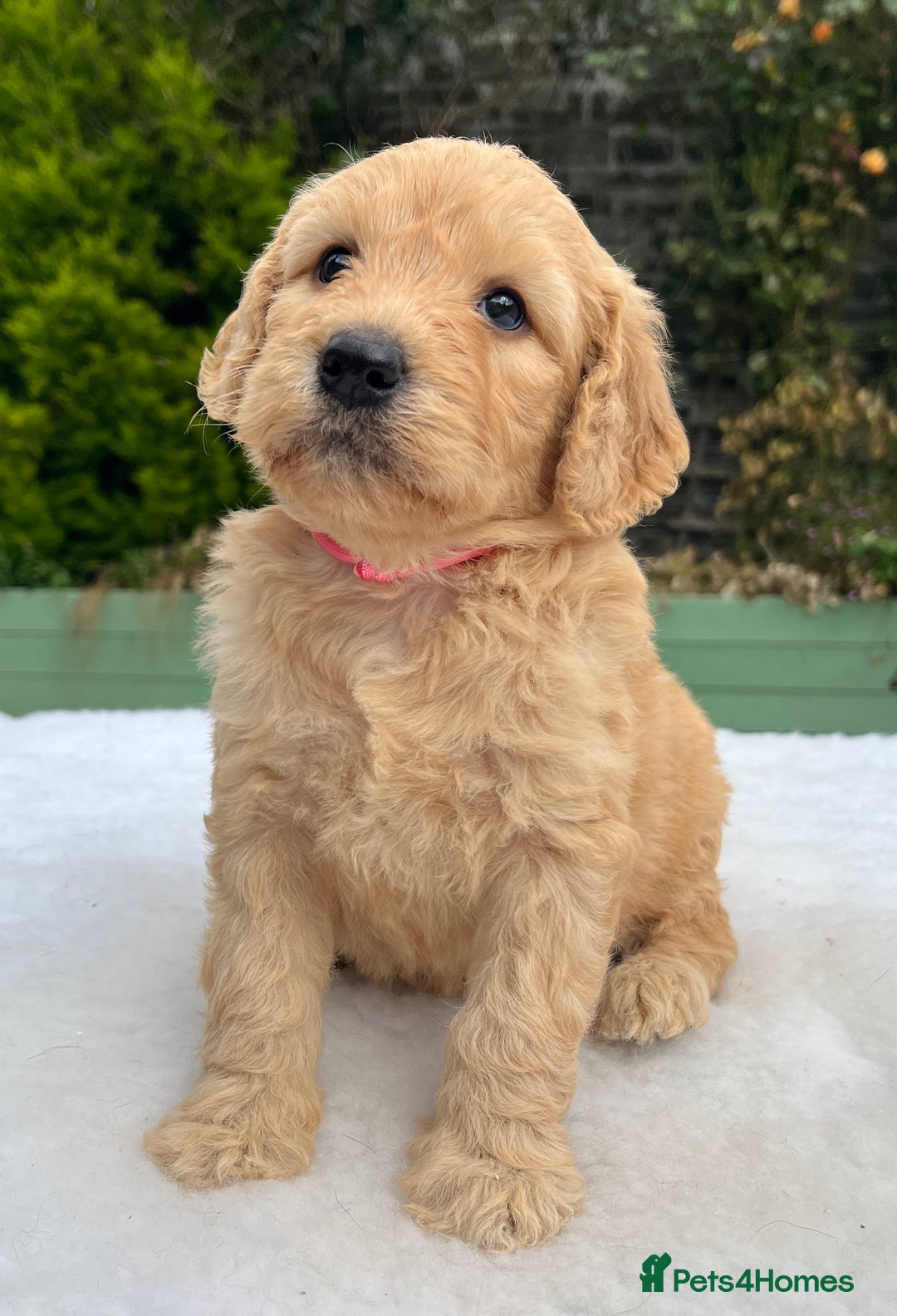 Labradoodle dogs for sale: F1 labradoodle  - Image 1