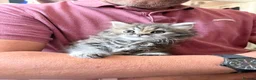 Mixed Breed cats for sale: Beautiful Persian cross kittens  - Advert 15