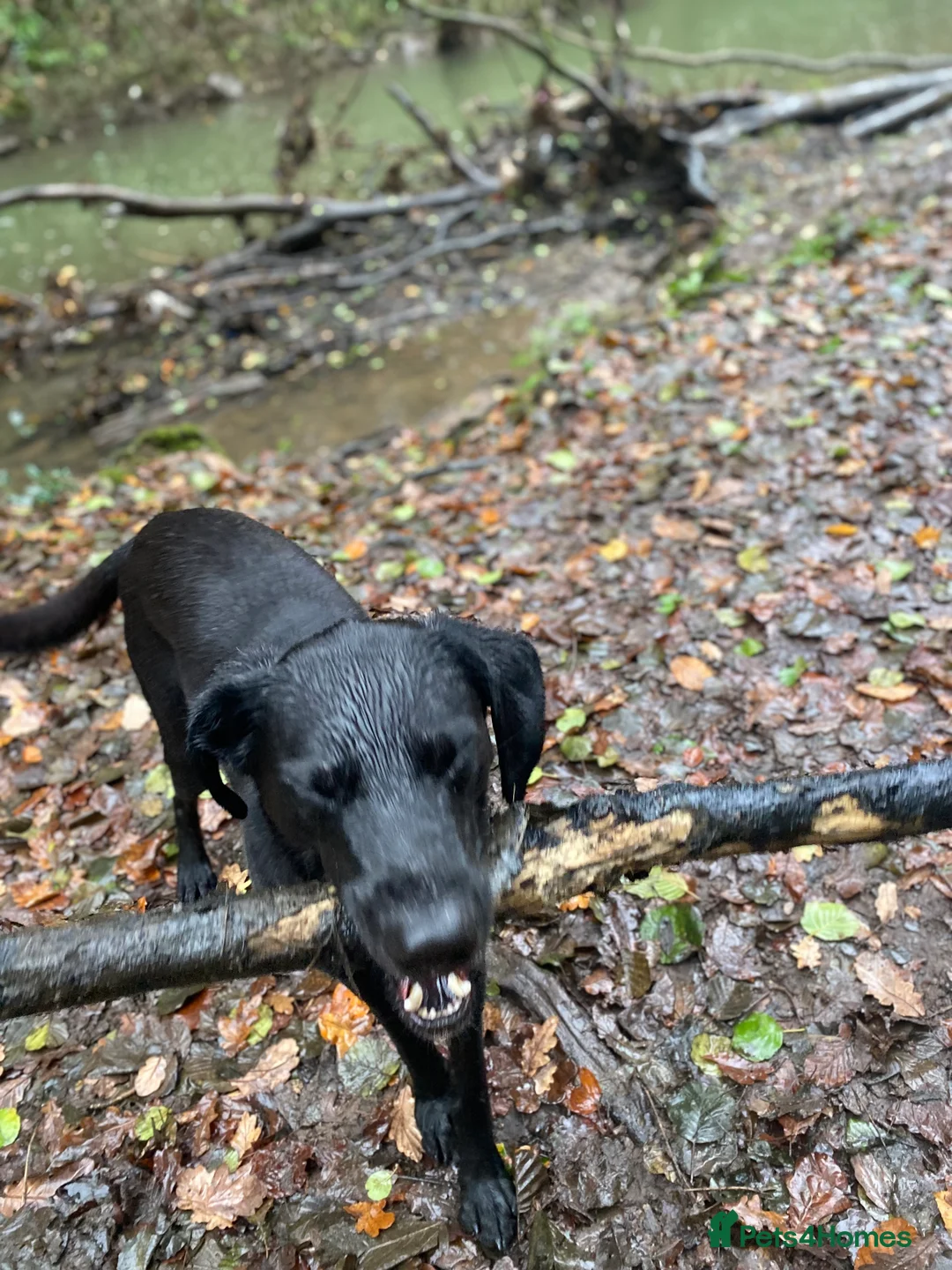 Labrador Retriever dogs for stud: Pip- Purebred Black Labrador Retriever  - Advert 4