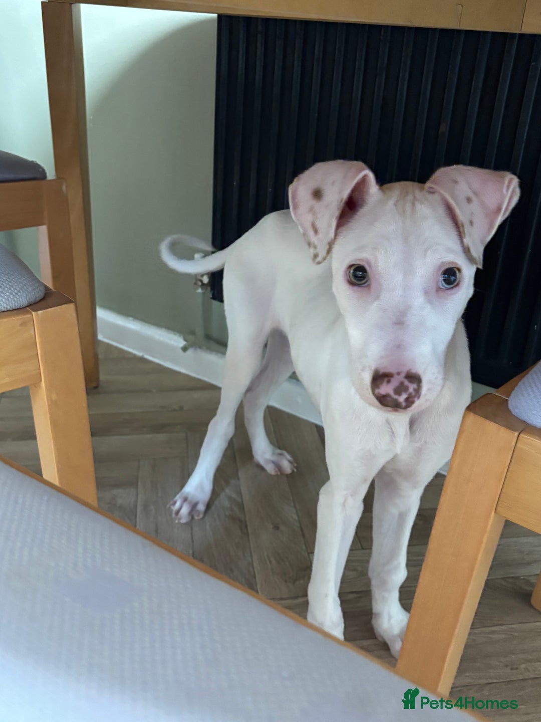 Lurcher dogs for sale: Lurcher puppy - Advert 2