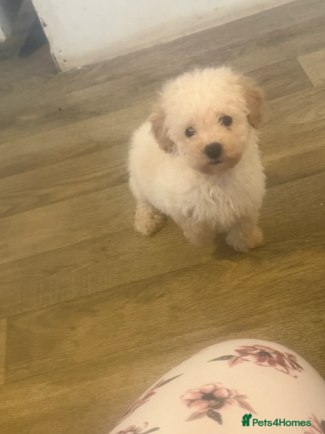 Maltipoo dogs for sale: 4 beautiful Maltipoo  - Advert 7