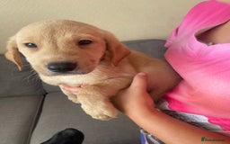 Labrador Retriever dogs for sale: Lovely Labrador puppies  - Image 7