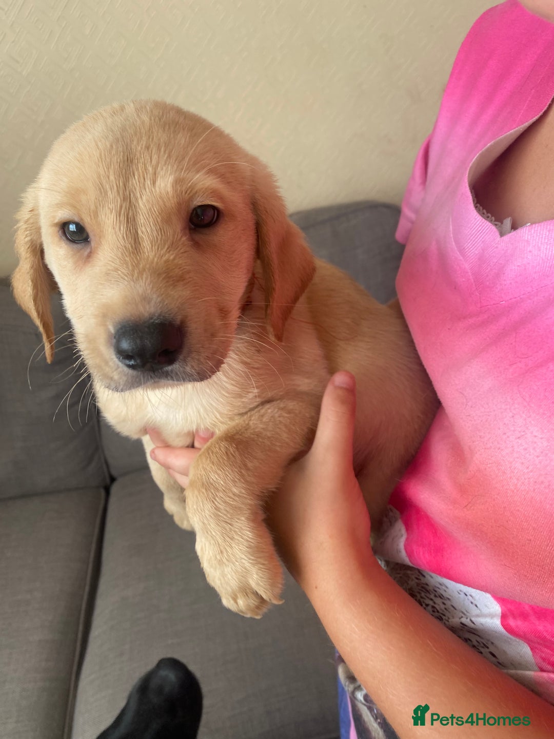 Labrador Retriever dogs for sale: Lovely Labrador puppies  - Image 7