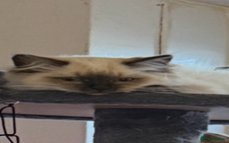 Ragdoll cats for sale: Stunning chocolate seal ragdoll girl - Advert 3