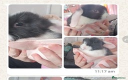 Mini Lop rabbits for sale: Mini lop bunnies - Image 3