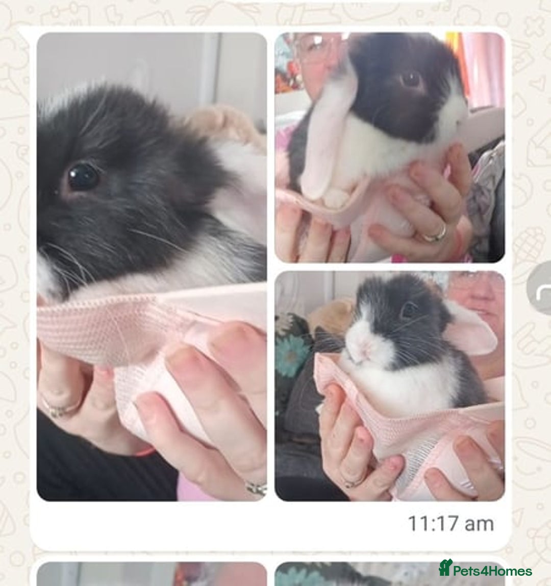Mini Lop rabbits for sale: Mini lop bunnies - Image 3