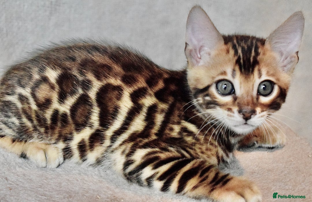 Bengal cats for sale: Top quality bred! Healthy bengal kitten  - Image 9