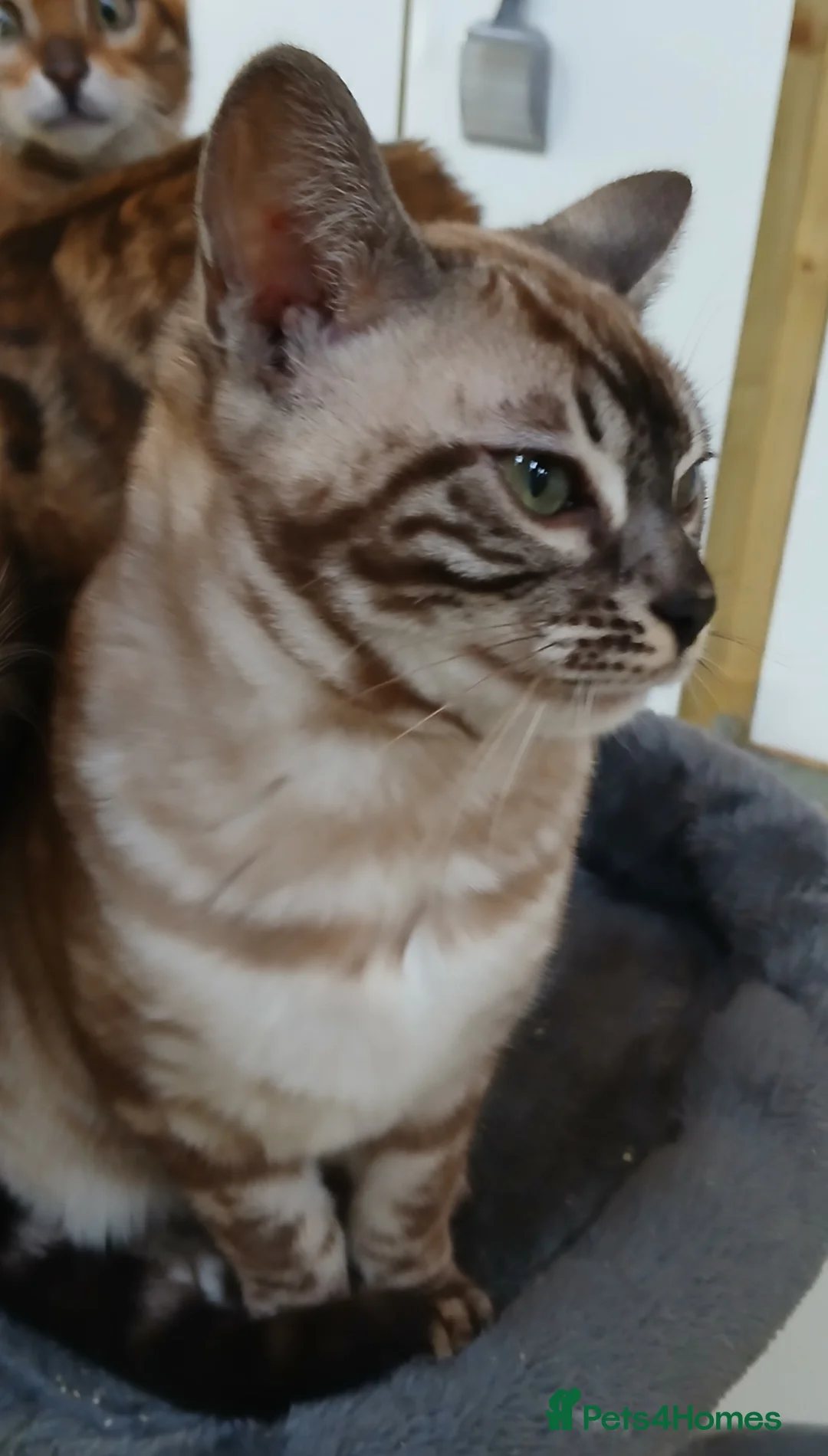 Bengal cats for sale: Stunning Bengal kittens - Advert 8