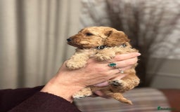 Shihpoo dogs for sale: F1b Shihpoo Puppies - 2 boys, 3 girls  - Advert 20