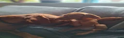 Hungarian Vizsla dogs for sale: Hungarian Vizsla puppies 1 girl and 1 boy - Advert 11