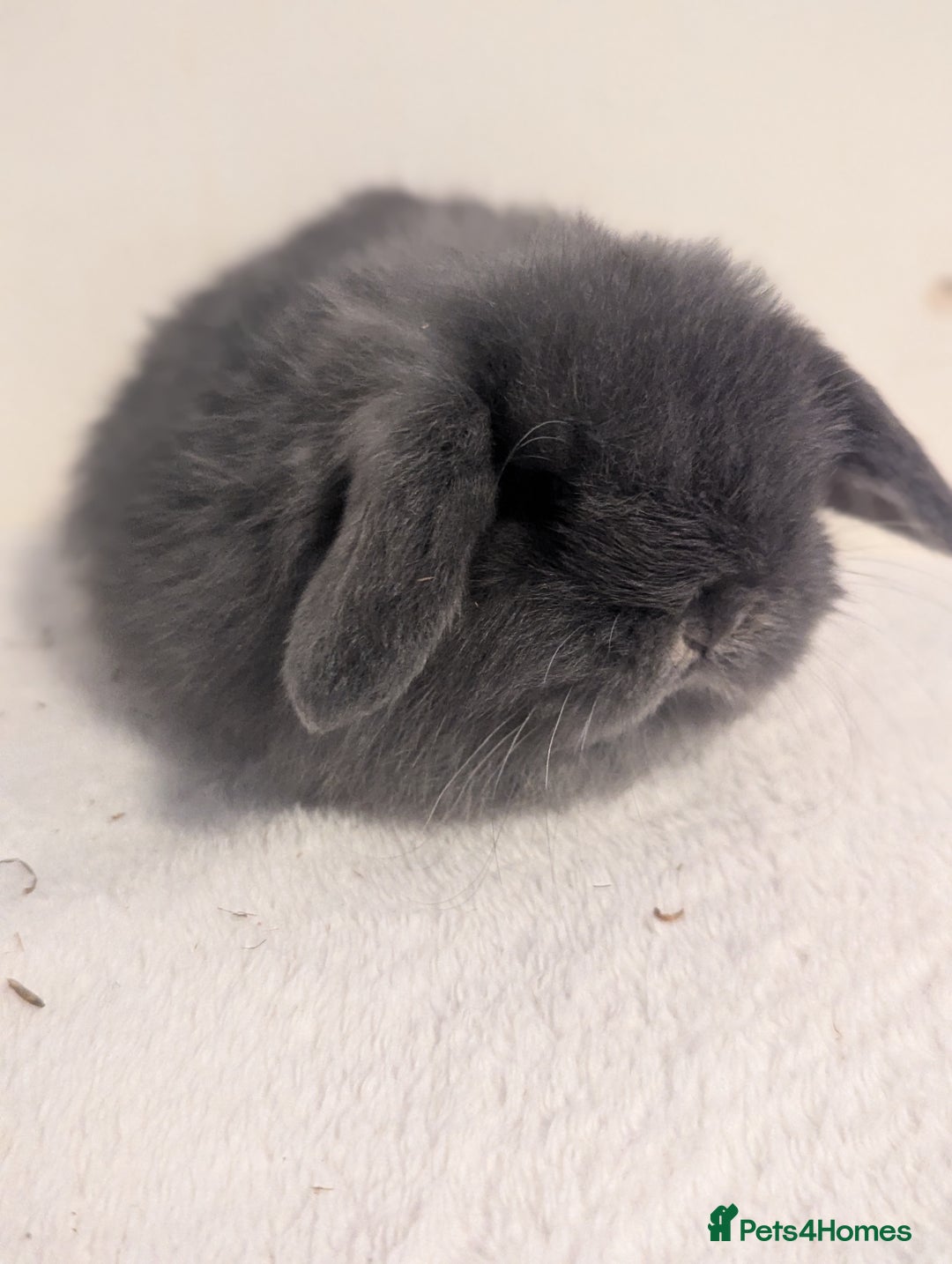 Mini Lop rabbits for sale: Mini lop   - Advert 3