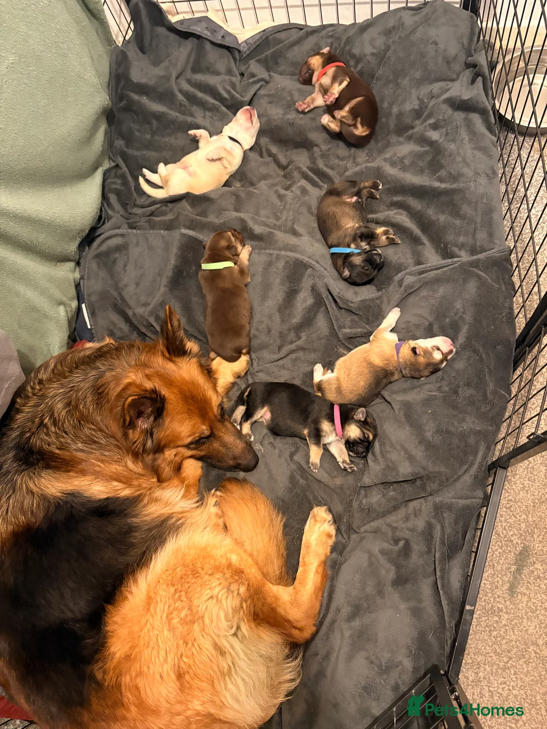 Mixed Breed dogs for sale: German Shepherd X Alaskan Shepherd  - Advert 5