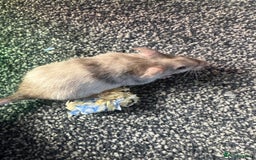 Mouse rodents for sale: Mixed fancy mice  - Image 13