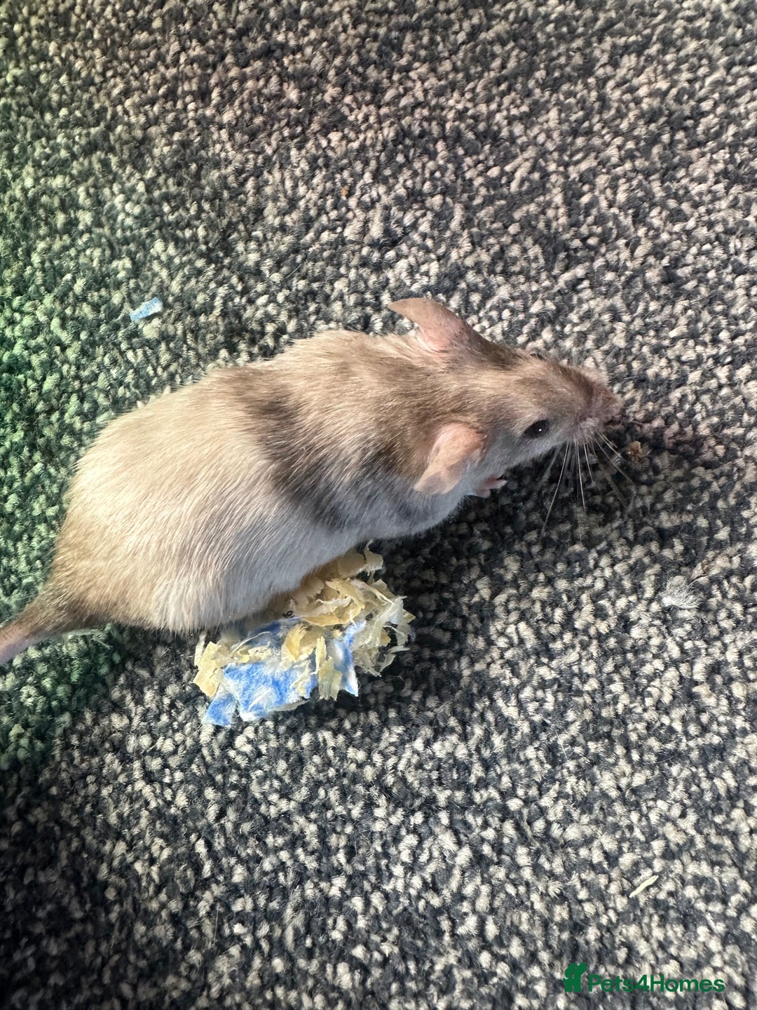 Mouse rodents for sale: Mixed fancy mice  - Image 13
