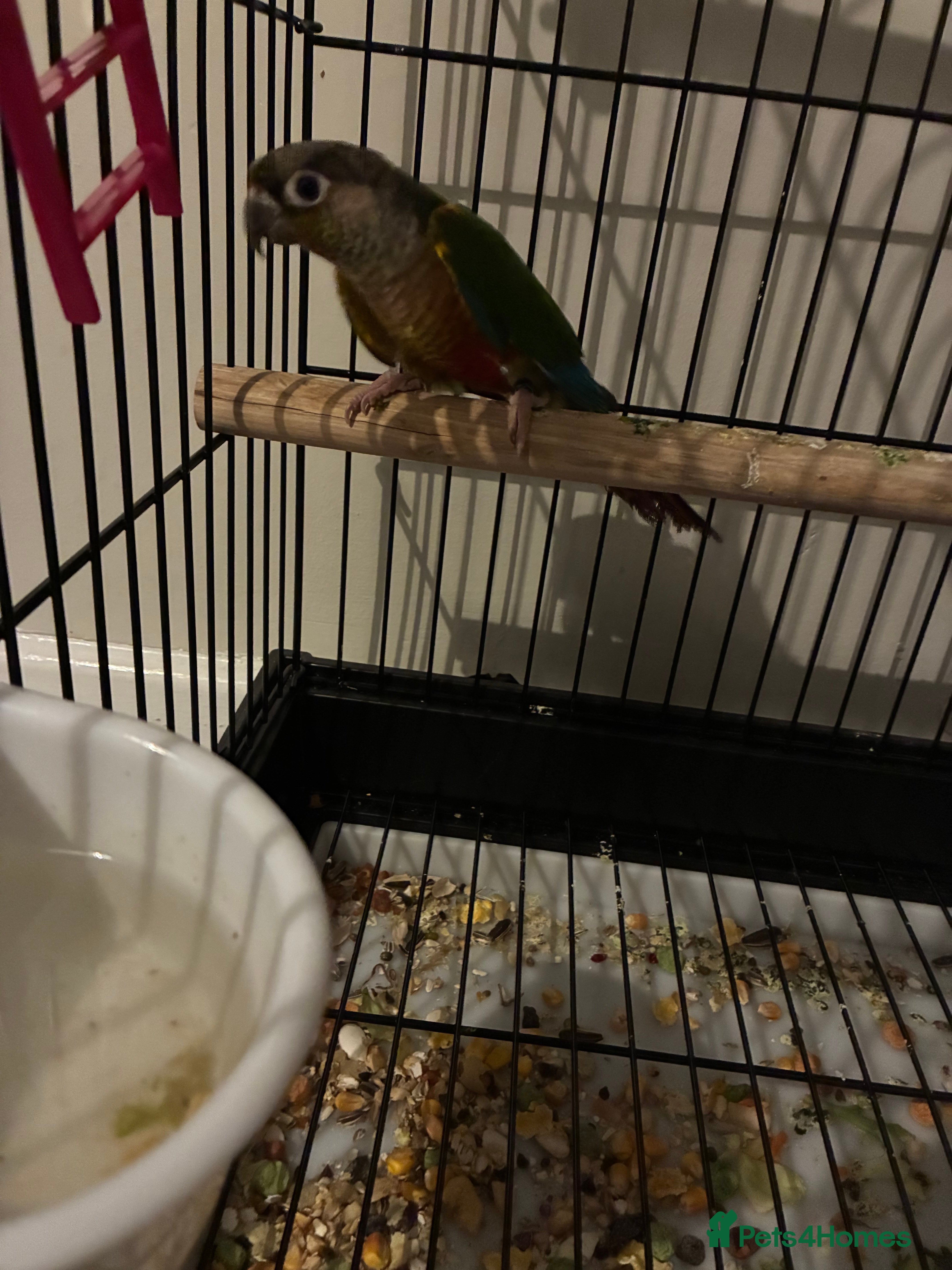 Conures birds Conure for sale  - Advert 1