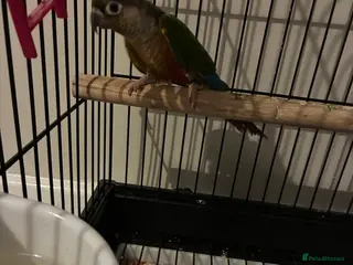 Conures birds Conure for sale - Advert 1