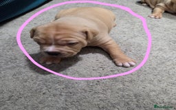 Staffordshire Bull Terrier dogs for sale: Beautiful staffie x puppies  - Image 4