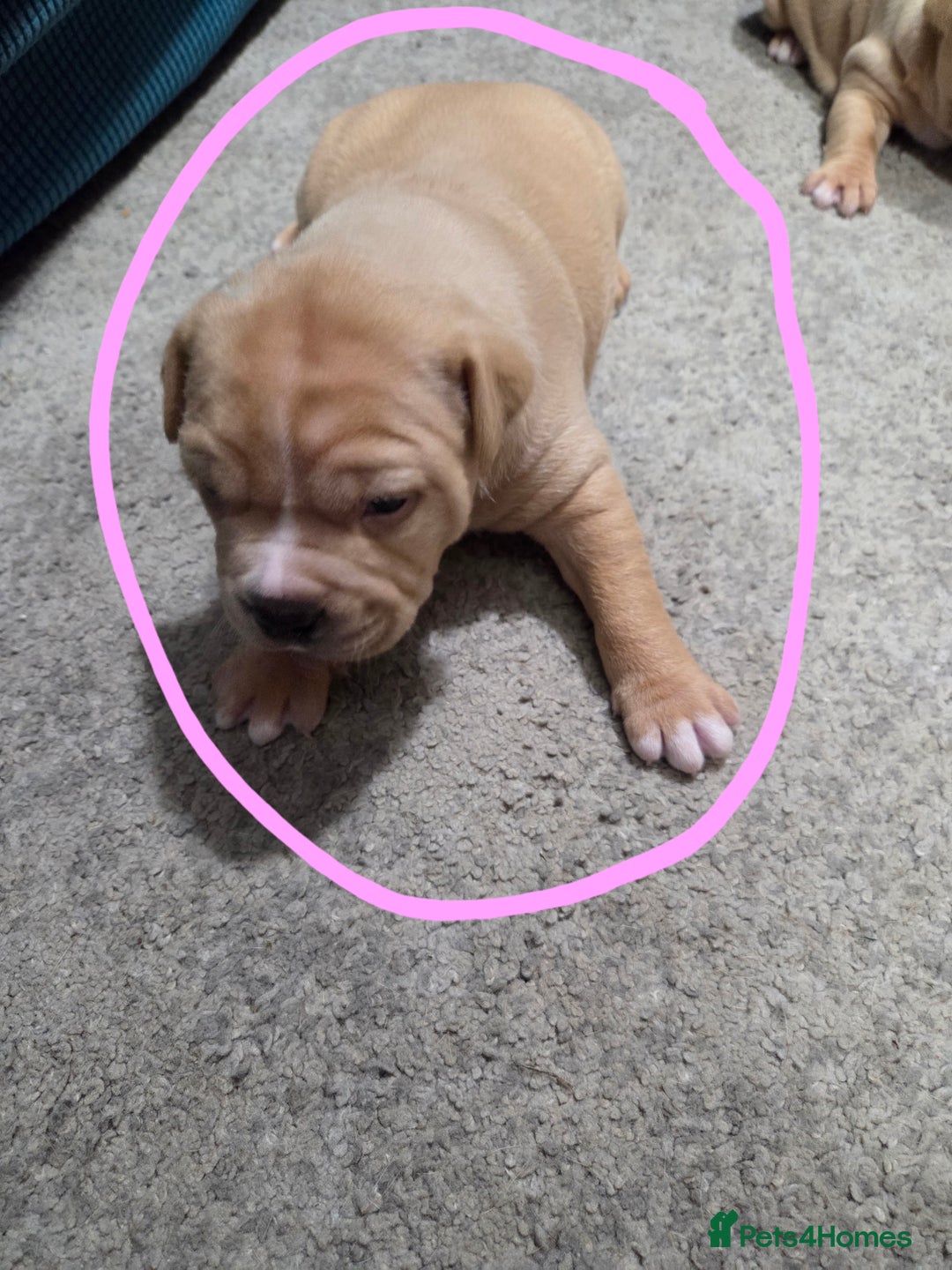 Staffordshire Bull Terrier dogs for sale: Beautiful staffie x puppies  - Image 4