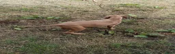 Rhodesian Ridgeback dogs for sale: 🦁RHODESIAN RIDGEBACKS PUPPIES🦁  - Advert 6