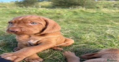 Hungarian Vizsla dogs - Advert 4