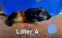 Guinea Pig rodents for sale: Baby Guinea Pigs For Sale - Image 8