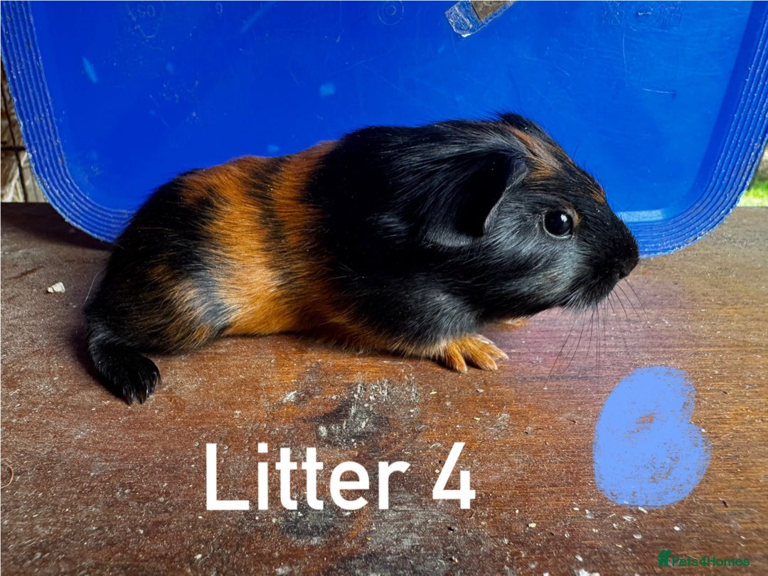 Guinea Pig rodents for sale: Baby Guinea Pigs For Sale - Image 8