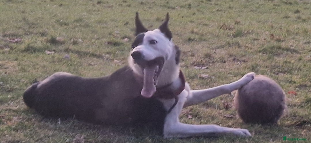 Border Collie dogs for sale: Border collie (short hair)  - Advert 2