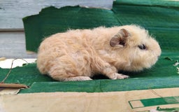 Guinea Pig rodents for sale: Baby Sows. Swiss, Self and Dalmation. - Image 1