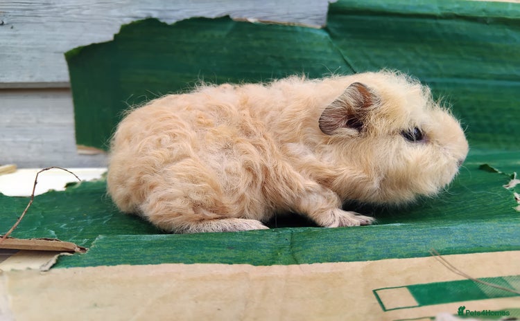 Guinea Pig rodents for sale - Advert 3