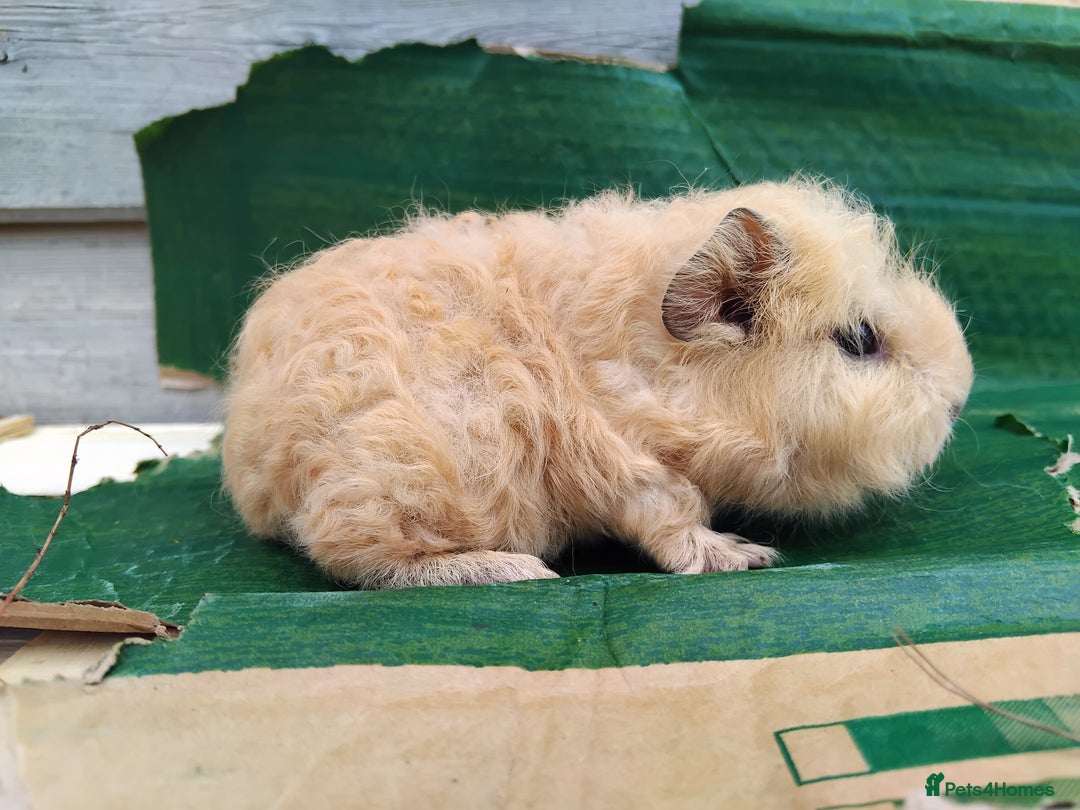 Guinea Pig rodents for sale: Baby Sows. Swiss, Self and Dalmation. - Image 1