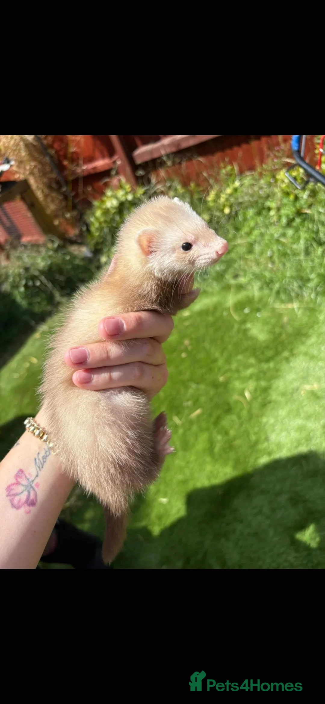 Ferret rodents for sale: Large ferret cage and mixed ferrets  - Advert 6