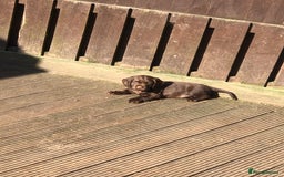 Cocker Spaniel dogs for sale: WAITING LIST - KC DNA CLEAR PUPS DUE 12/12/25 - Advert 8