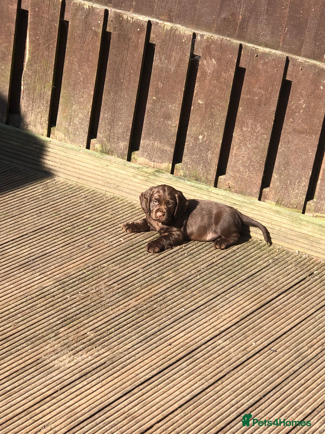 Cocker Spaniel dogs for sale: WAITING LIST - KC DNA CLEAR PUPS DUE 12/12/25 - Advert 8