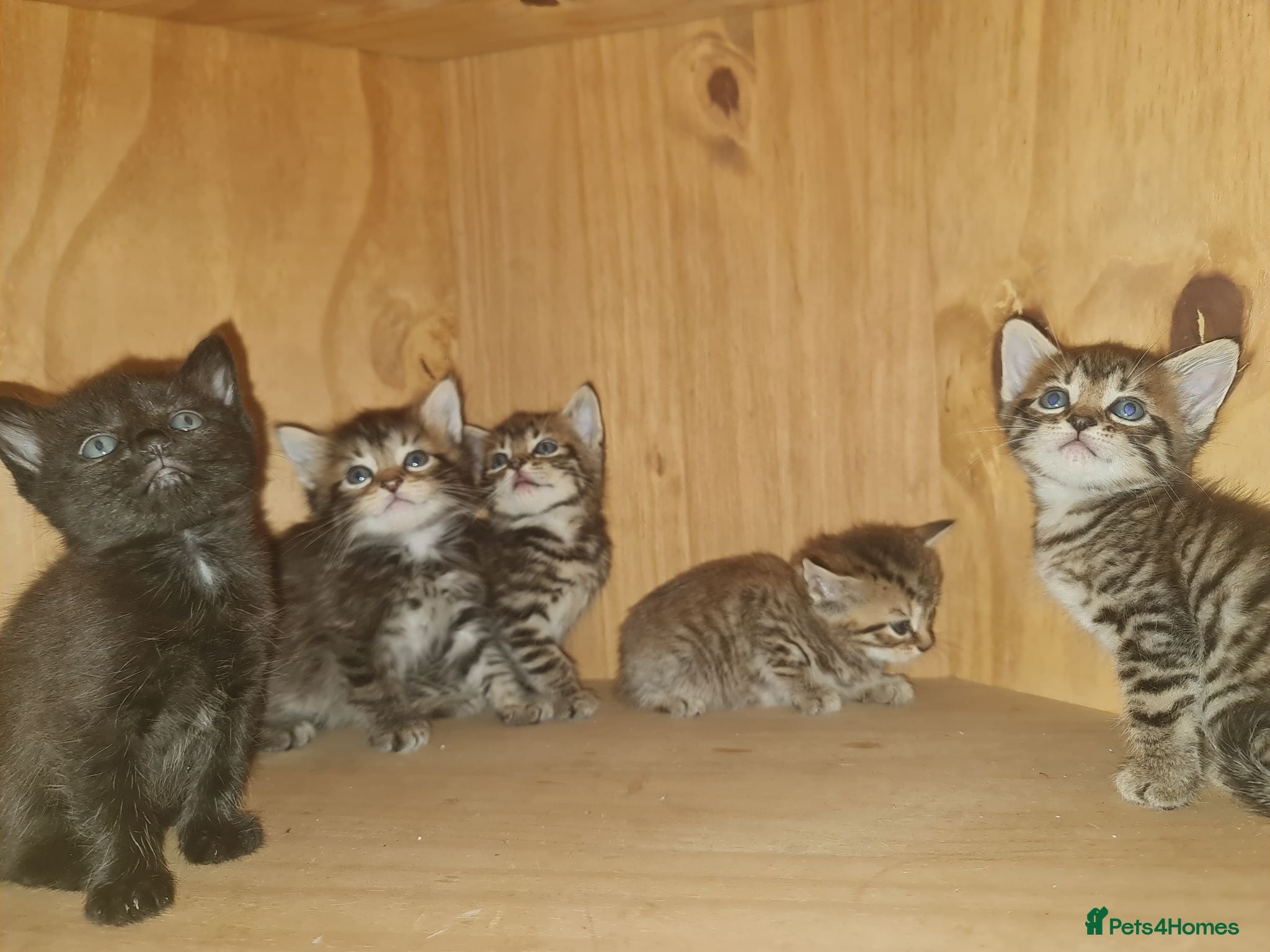 Mixed Breed cats 5 kittens for sale  - Advert 2