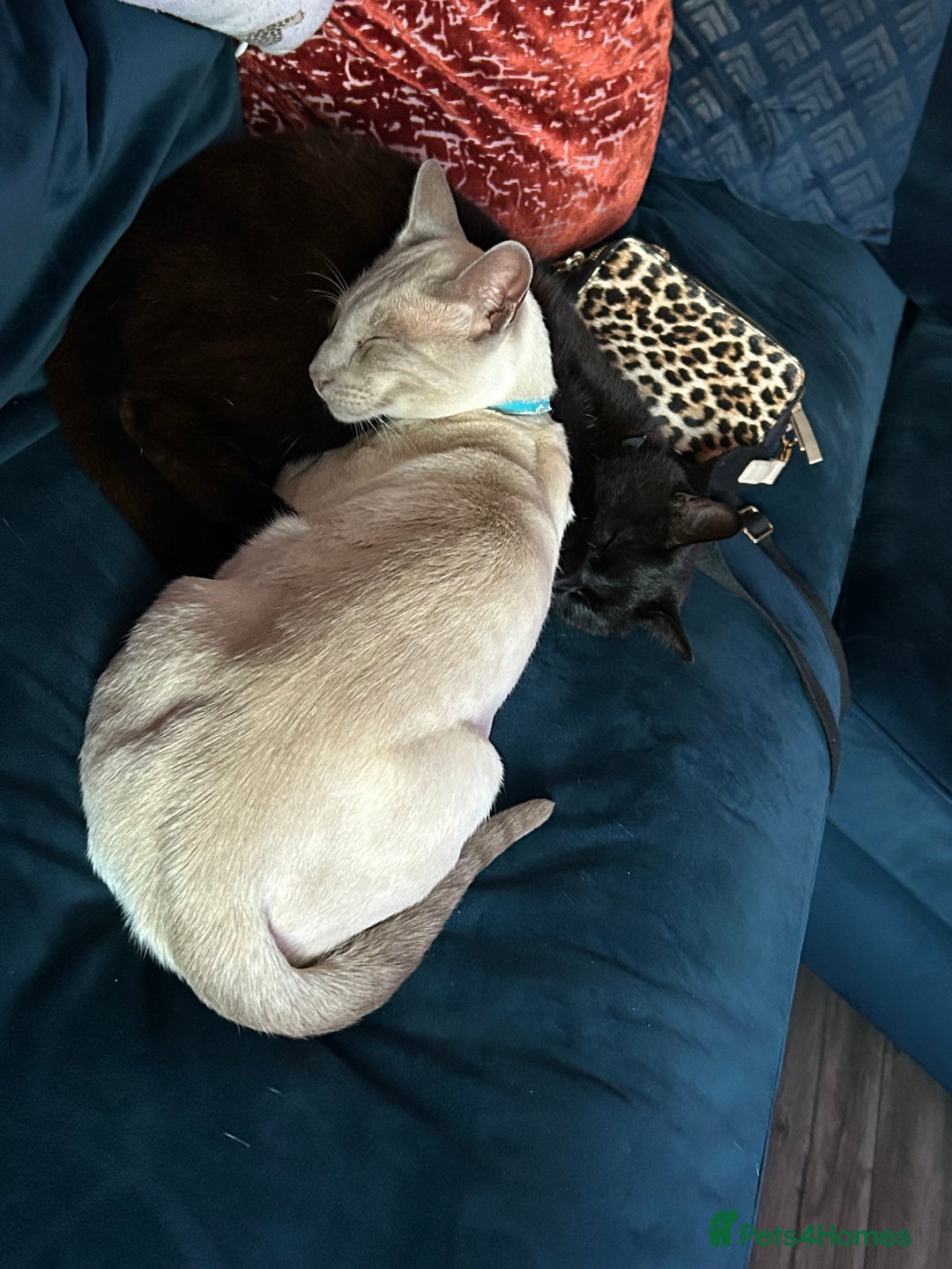 Siamese cats for sale: Siamese Cross Kittens - Image 18