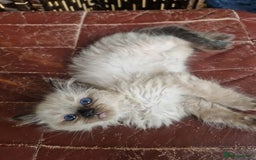 Ragdoll cats for sale: 1 sweet Ragdoll boy looks for a loving family  - Image 2