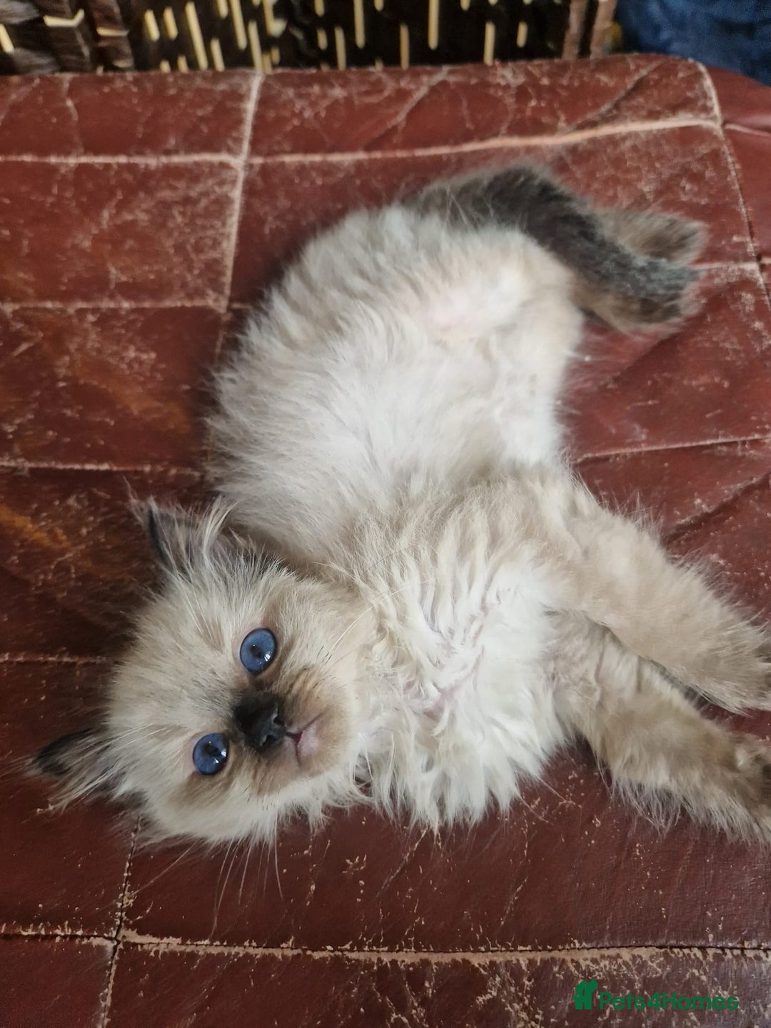 Ragdoll cats for sale: 1 sweet Ragdoll boy looks for a loving family  - Image 2