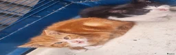 Mixed Breed cats for sale: 2 beautiful kittens - Advert 7