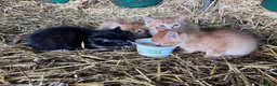 Mixed Breed cats for sale: Beautiful farm kittens  - Advert 4