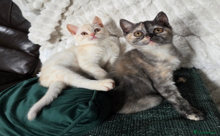 British Shorthair cats - Advert 2