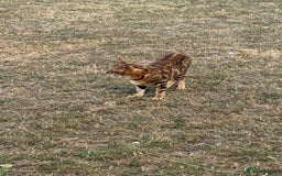 Bengal cats for sale: She very beautiful  - Image 16