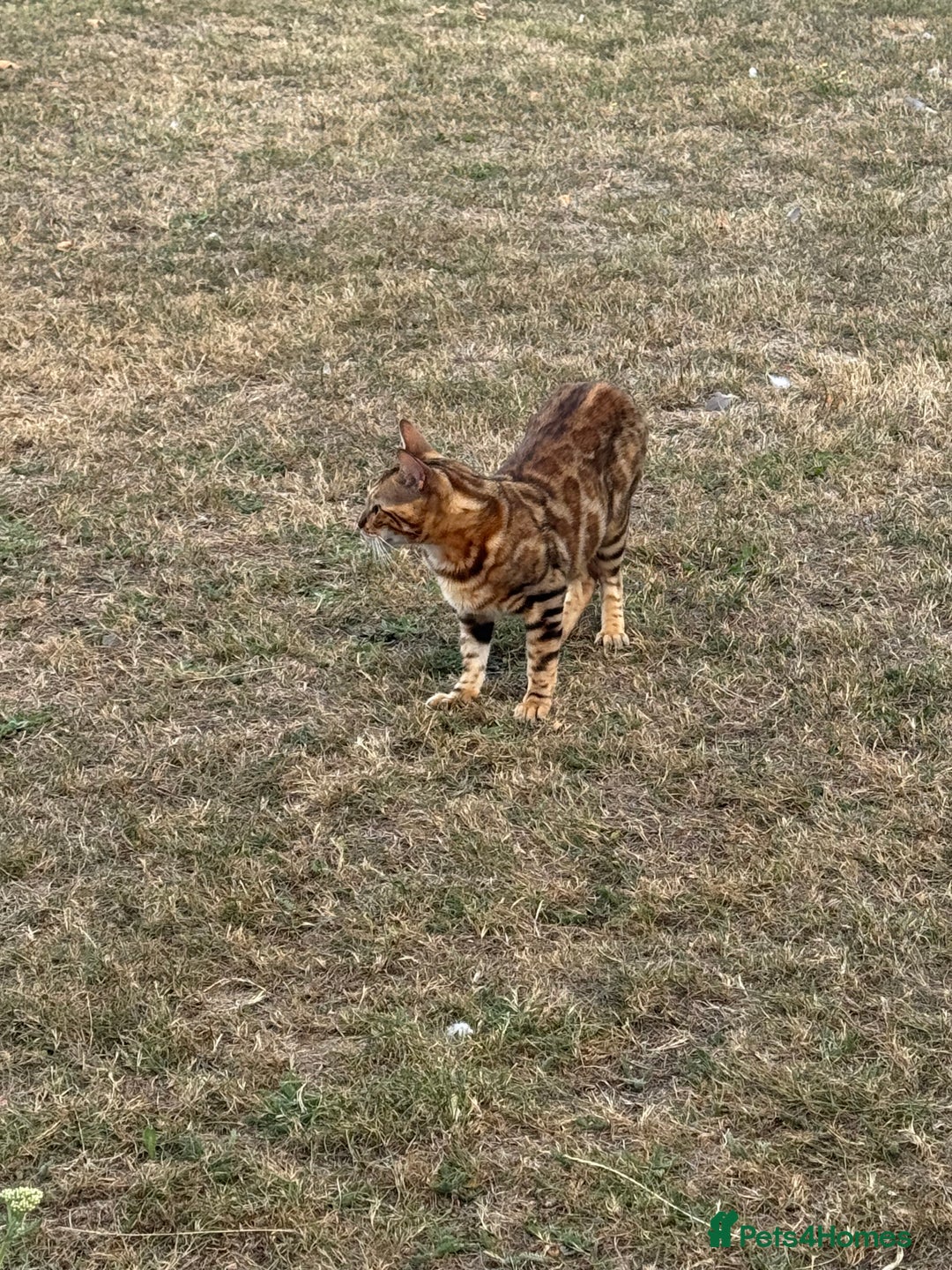 Bengal cats for sale: She very beautiful  - Image 16