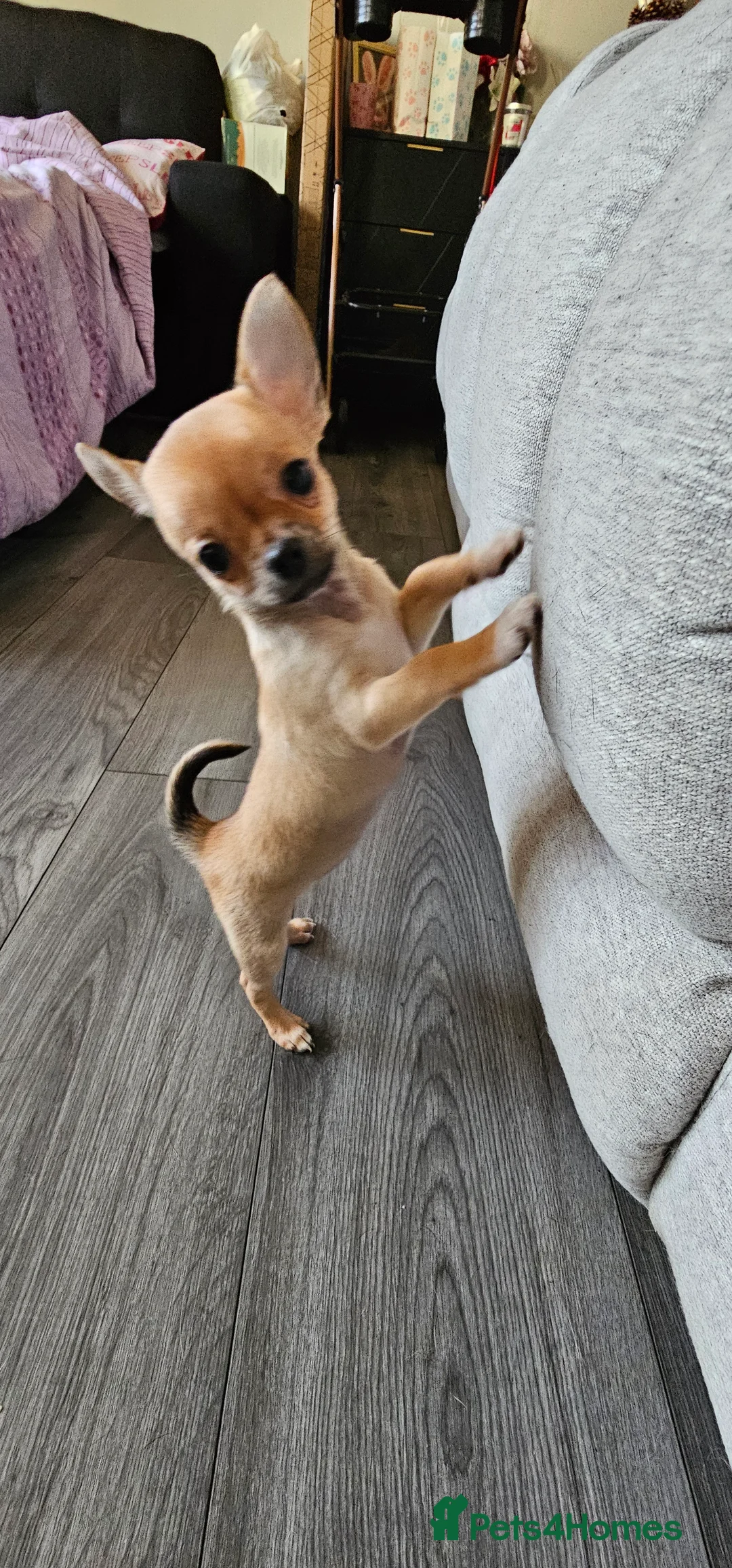 Chihuahua dogs for sale: Chiuahuah pups......lilac merle, fawn, white brown - Advert 10