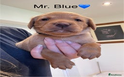 Labrador Retriever dogs for sale: Outstanding Fox Red Labrador Retriever Puppies  - Image 2