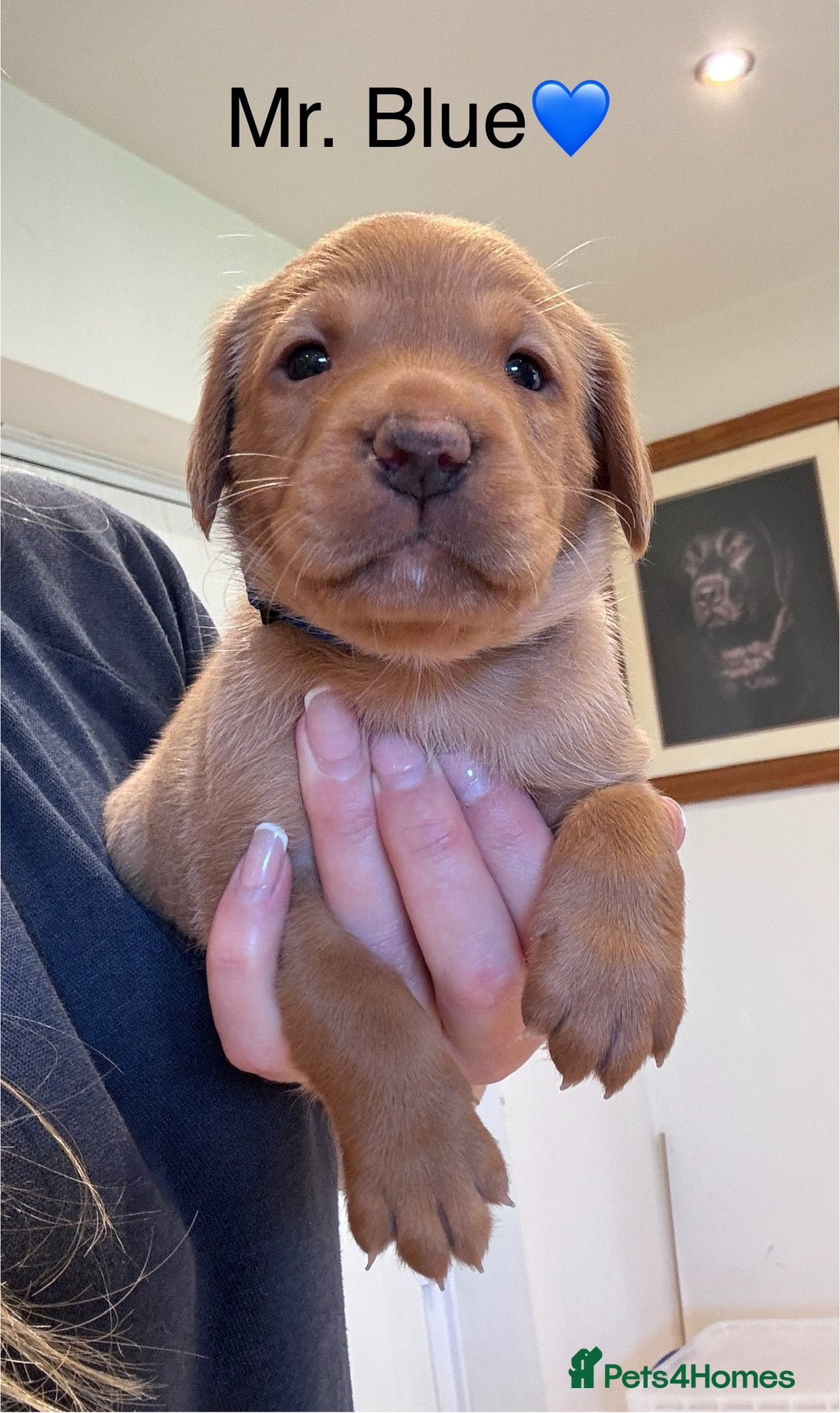 Labrador Retriever dogs for sale: Outstanding Fox Red Labrador Retriever Puppies  - Image 2