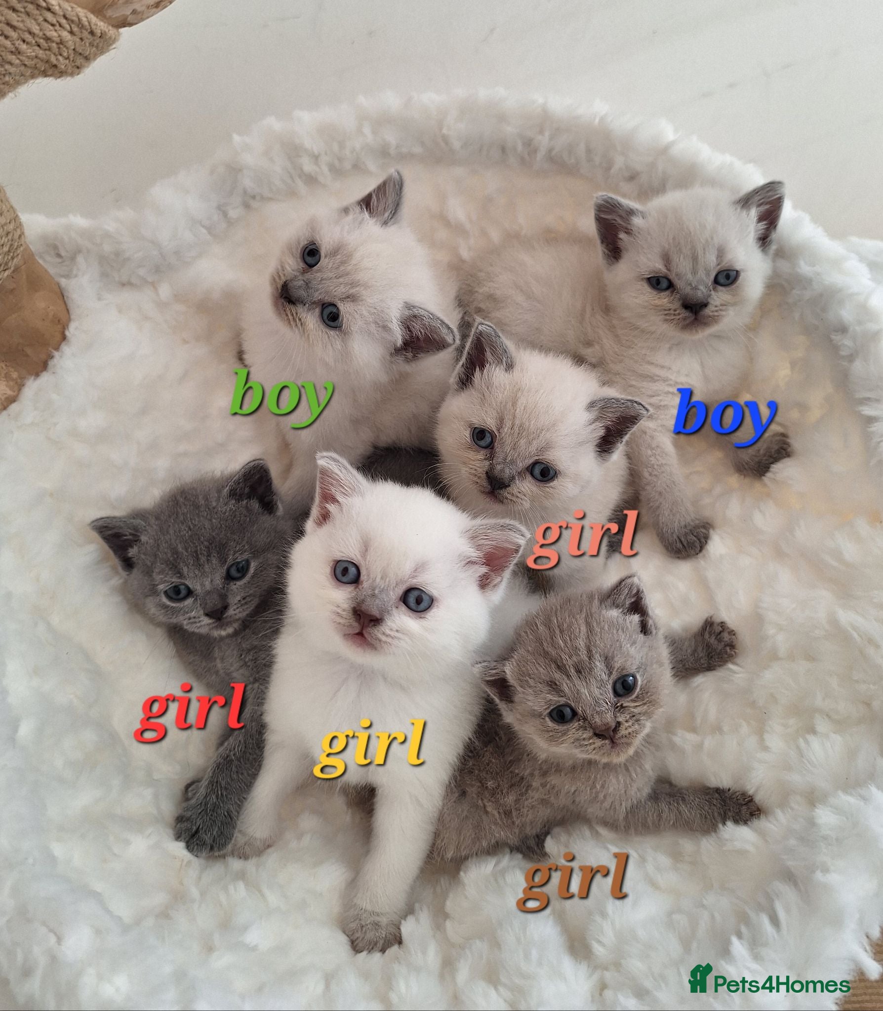 British Shorthair cats BSH kittens in fawn,grey,white rear colours,London - Advert 1